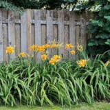 Jak používat lilyniki v krajině design oblasti země